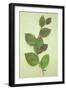 Spray of Spring Fresh Green and Purple Leaves of Copper Beech or Fagus Sylvatica Purpurea-Den Reader-Framed Photographic Print