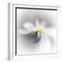 Spray-Ursula Abresch-Framed Photographic Print