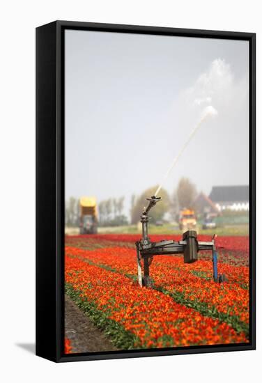 Spraying the Tulip Crop-tpzijl-Framed Stretched Canvas