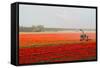 Spraying the Tulip Crop-tpzijl-Framed Stretched Canvas