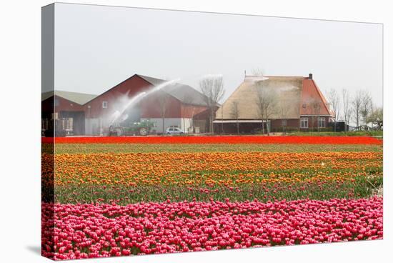 Spraying the Tulip Crop-tpzijl-Stretched Canvas