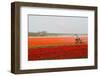 Spraying the Tulip Crop-tpzijl-Framed Photographic Print