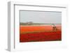 Spraying the Tulip Crop-tpzijl-Framed Photographic Print