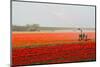 Spraying the Tulip Crop-tpzijl-Mounted Photographic Print