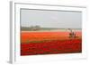 Spraying the Tulip Crop-tpzijl-Framed Photographic Print