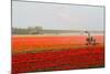 Spraying the Tulip Crop-tpzijl-Mounted Photographic Print