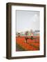 Spraying the Tulip Crop-tpzijl-Framed Photographic Print