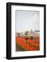 Spraying the Tulip Crop-tpzijl-Framed Photographic Print