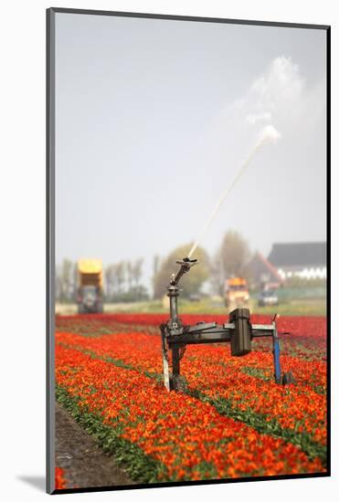 Spraying the Tulip Crop-tpzijl-Mounted Photographic Print