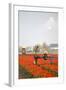 Spraying the Tulip Crop-tpzijl-Framed Photographic Print