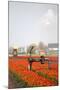 Spraying the Tulip Crop-tpzijl-Mounted Photographic Print