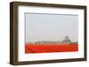 Spraying the Tulip Crop-tpzijl-Framed Photographic Print