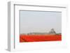 Spraying the Tulip Crop-tpzijl-Framed Photographic Print