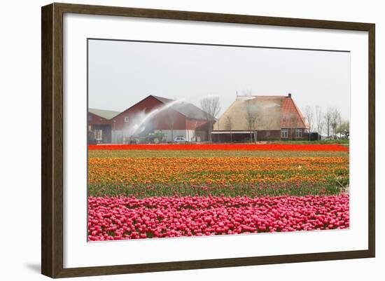 Spraying the Tulip Crop-tpzijl-Framed Photographic Print