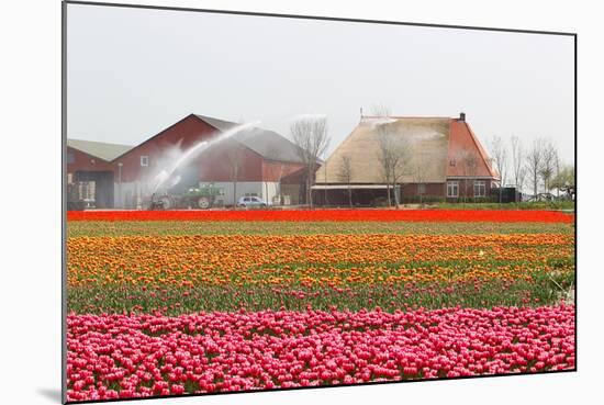 Spraying the Tulip Crop-tpzijl-Mounted Photographic Print