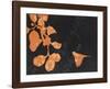 Spread By Birds-February Flanders-Framed Giclee Print