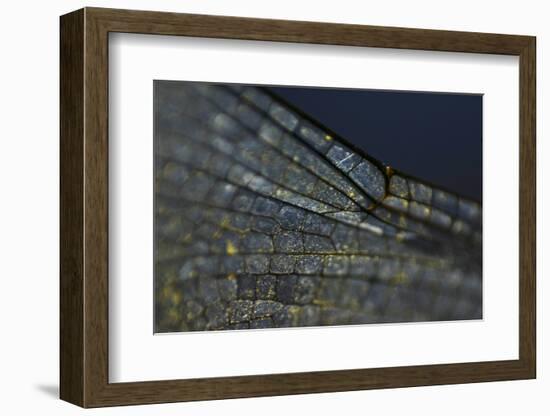Spread your Wings-K.B. White-Framed Photographic Print