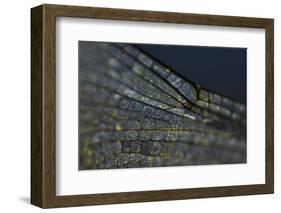 Spread your Wings-K.B. White-Framed Photographic Print