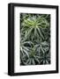 Spreading Airplant-Jim Engelbrecht-Framed Photographic Print