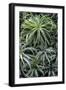 Spreading Airplant-Jim Engelbrecht-Framed Photographic Print