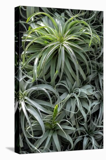 Spreading Airplant-Jim Engelbrecht-Stretched Canvas