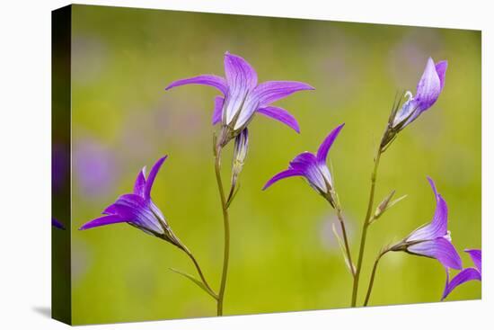 Spreading Bellflower Rare Plant in UK-null-Stretched Canvas