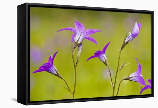 Spreading Bellflower Rare Plant in UK-null-Framed Stretched Canvas