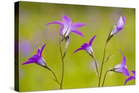 Spreading Bellflower Rare Plant in UK-null-Stretched Canvas