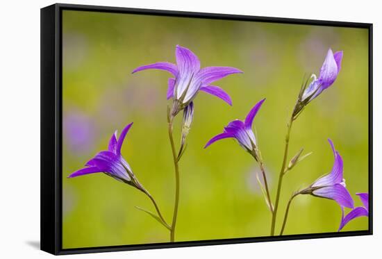 Spreading Bellflower Rare Plant in UK-null-Framed Stretched Canvas