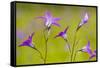 Spreading Bellflower Rare Plant in UK-null-Framed Stretched Canvas