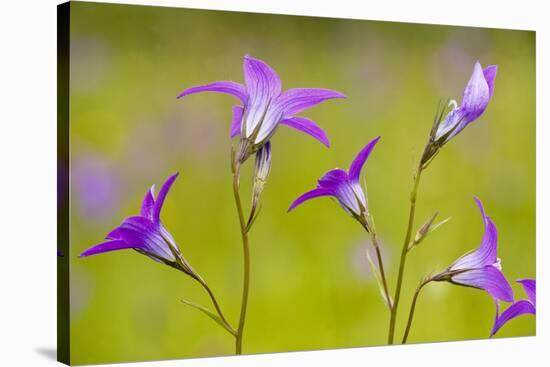 Spreading Bellflower Rare Plant in UK-null-Stretched Canvas