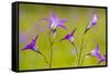 Spreading Bellflower Rare Plant in UK-null-Framed Stretched Canvas