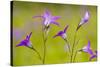 Spreading Bellflower Rare Plant in UK-null-Stretched Canvas