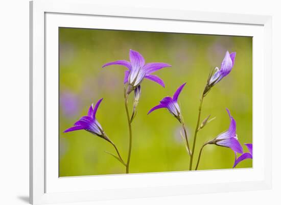 Spreading Bellflower Rare Plant in UK-null-Framed Photographic Print