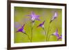 Spreading Bellflower Rare Plant in UK-null-Framed Photographic Print