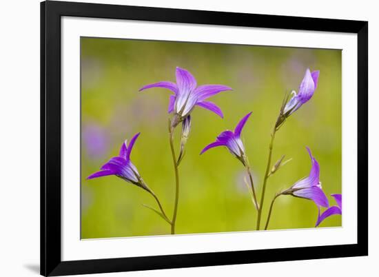 Spreading Bellflower Rare Plant in UK-null-Framed Photographic Print