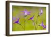 Spreading Bellflower Rare Plant in UK-null-Framed Photographic Print