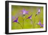 Spreading Bellflower Rare Plant in UK-null-Framed Photographic Print