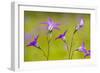 Spreading Bellflower Rare Plant in UK-null-Framed Photographic Print