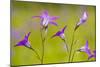 Spreading Bellflower Rare Plant in UK-null-Mounted Photographic Print