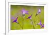 Spreading Bellflower Rare Plant in UK-null-Framed Photographic Print