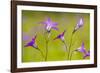 Spreading Bellflower Rare Plant in UK-null-Framed Photographic Print