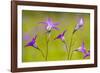 Spreading Bellflower Rare Plant in UK-null-Framed Photographic Print