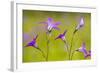 Spreading Bellflower Rare Plant in UK-null-Framed Photographic Print