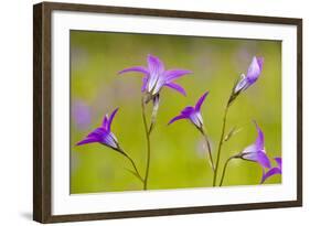 Spreading Bellflower Rare Plant in UK-null-Framed Photographic Print