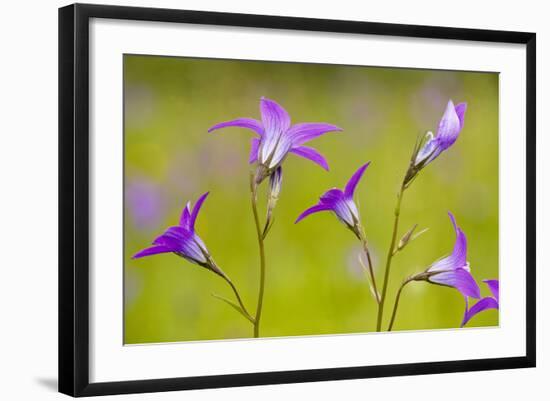 Spreading Bellflower Rare Plant in UK-null-Framed Photographic Print