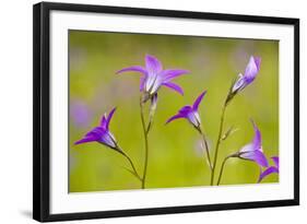 Spreading Bellflower Rare Plant in UK-null-Framed Photographic Print