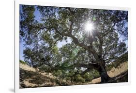 Spreading Oak Tree with Sun, Sonoma, California-Rob Sheppard-Framed Photographic Print