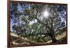 Spreading Oak Tree with Sun, Sonoma, California-Rob Sheppard-Framed Photographic Print