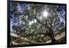 Spreading Oak Tree with Sun, Sonoma, California-Rob Sheppard-Framed Photographic Print